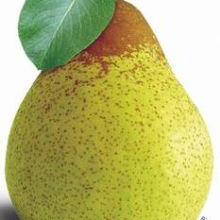 ‘Pera Rocha’ Bartlett-type Pear